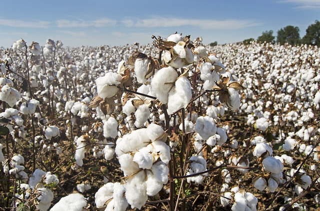 Le coton recyclé, on en pense quoi ?