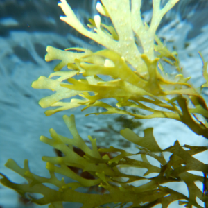 LE SEACELL, CETTE FIBRE INNOVANTE